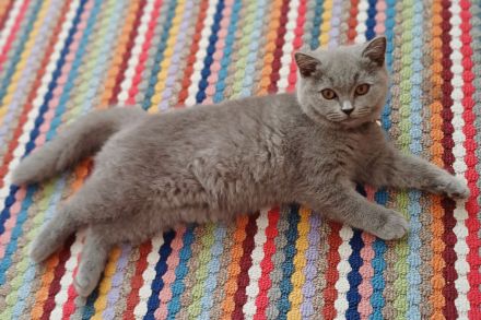 Britisch kurzhaar kitten