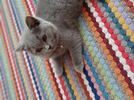 Britisch kurzhaar kitten
