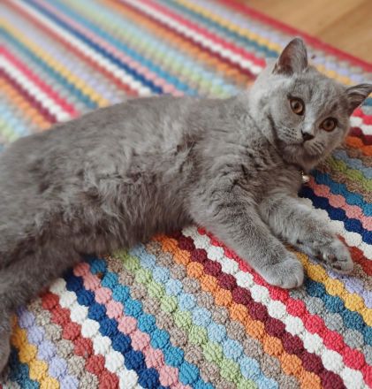 Britisch kurzhaar kitten