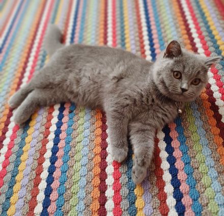 Britisch kurzhaar kitten