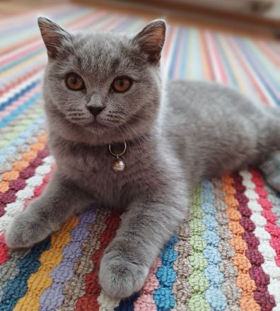 Britisch kurzhaar kitten