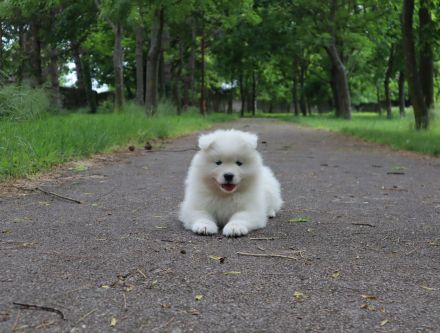Samoyed boy with pedigree