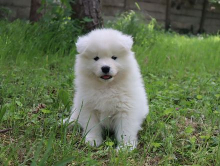 Samoyed boy with pedigree