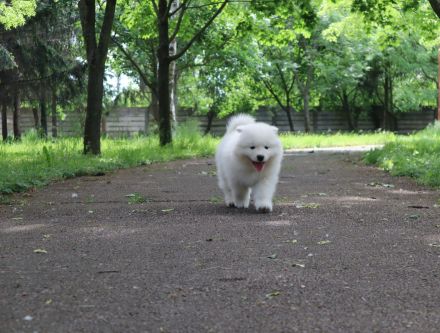 Samoyed boy with pedigree