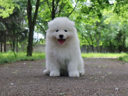 Samoyed boy with pedigree