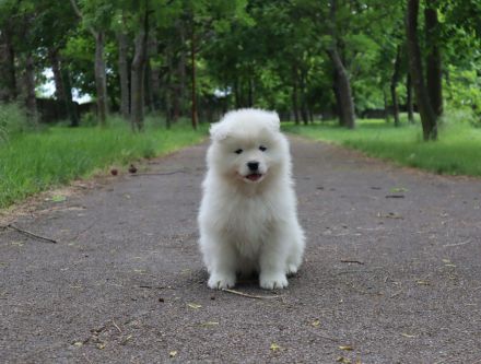 Samoyed boy with pedigree