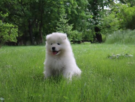 Samoyed boy with pedigree
