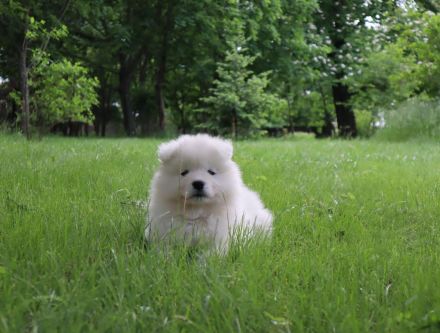 Samoyed boy with pedigree
