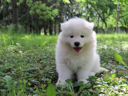 Samoyed boy with pedigree
