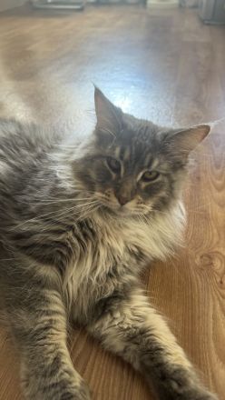 Main Coon Kater - kastriert