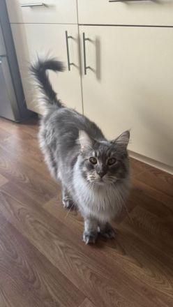 Main Coon Kater - kastriert