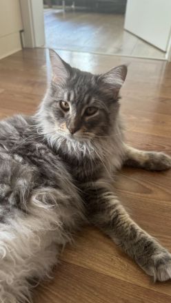 Main Coon Kater - kastriert