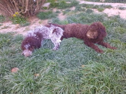 Lagotto dei Buoni Amici