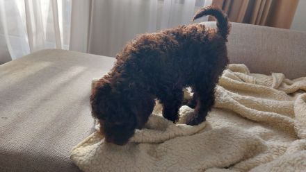 Lagotto dei Buoni Amici