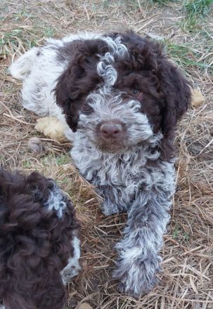 Lagotto dei Buoni Amici