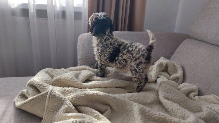 Lagotto dei Buoni Amici