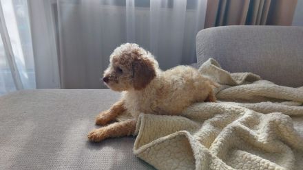 Lagotto dei Buoni Amici