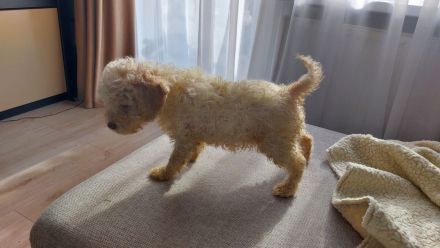 Lagotto dei Buoni Amici