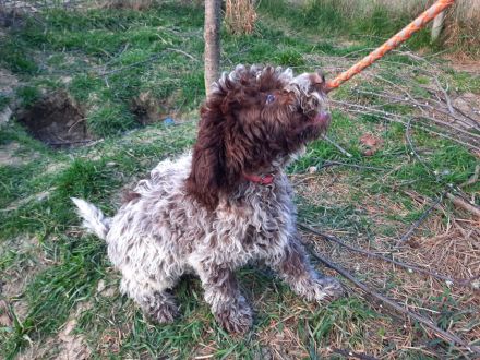 Lagotto dei Buoni Amici