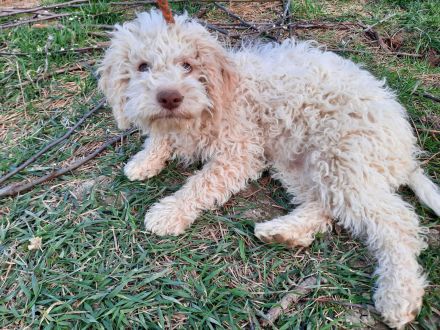 Lagotto dei Buoni Amici