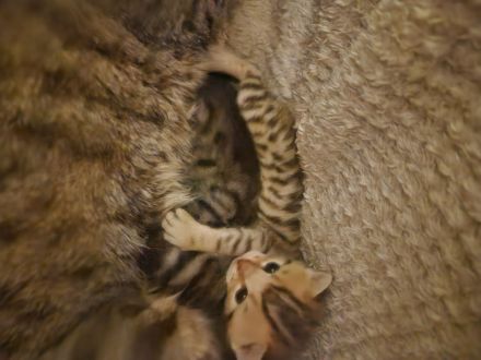 Bengal kitten