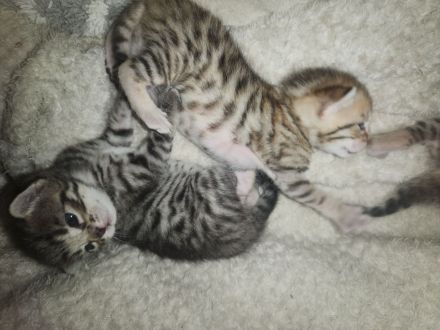 Bengal kitten