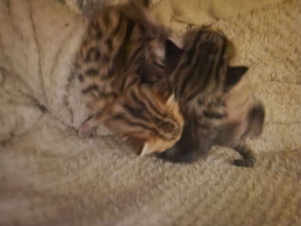 Bengal kitten