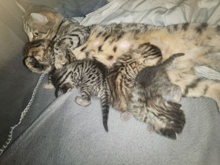 Bengal kitten