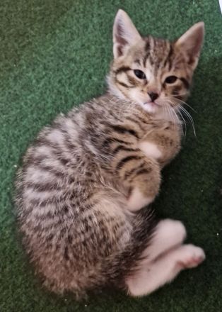 Süße Kitten suchen liebevolle Dosenöffner