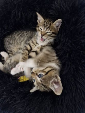 Süße Kitten suchen liebevolle Dosenöffner