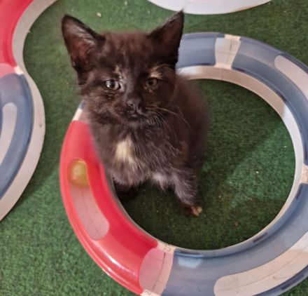 Süße Kitten suchen liebevolle Dosenöffner