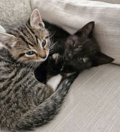 Süße Kitten suchen liebevolle Dosenöffner