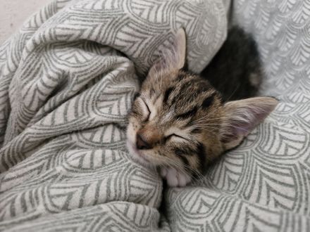 Süße Kitten suchen liebevolle Dosenöffner