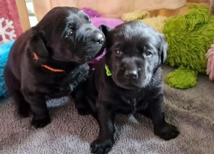 Labrador Welpen