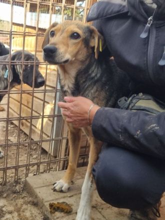 STELLA  ca.4-jährige,nette Hündin,ca.45 cm,ein Seelchen von Hündin