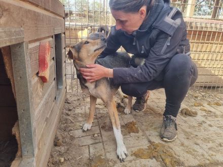 STELLA  ca.4-jährige,nette Hündin,ca.45 cm,ein Seelchen von Hündin