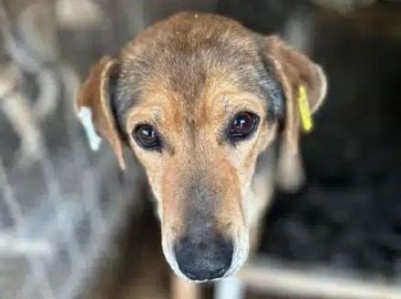 STELLA  ca.4-jährige,nette Hündin,ca.45 cm,ein Seelchen von Hündin