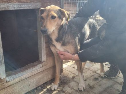 STELLA  ca.4-jährige,nette Hündin,ca.45 cm,ein Seelchen von Hündin