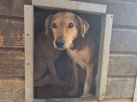 STELLA  ca.4-jährige,nette Hündin,ca.45 cm,ein Seelchen von Hündin