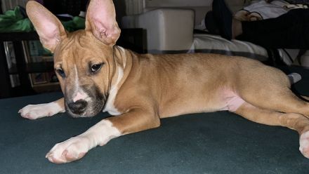 ‼️Zwei Mischlinge in liebevolle Hände abzugeben ‼️