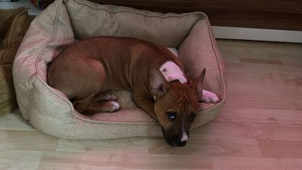 ‼️Zwei Mischlinge in liebevolle Hände abzugeben ‼️