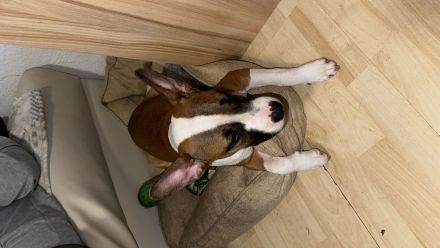 ‼️Zwei Mischlinge in liebevolle Hände abzugeben ‼️