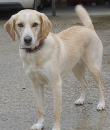 Liza, geb. ca. 05/2018, lebt in GRIECHENLAND, auf einer privaten Pflegestelle