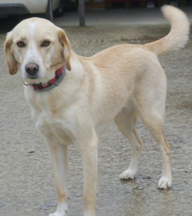 Liza, geb. ca. 05/2018, lebt in GRIECHENLAND, auf einer privaten Pflegestelle