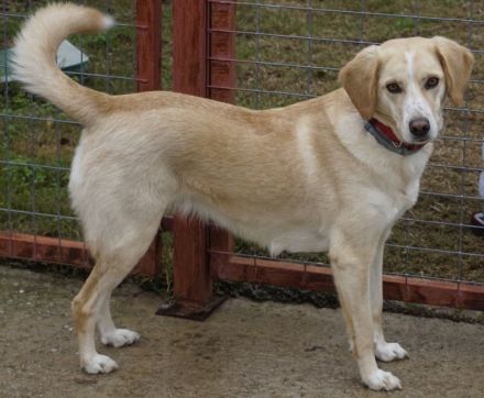 Liza, geb. ca. 05/2018, lebt in GRIECHENLAND, auf einer privaten Pflegestelle