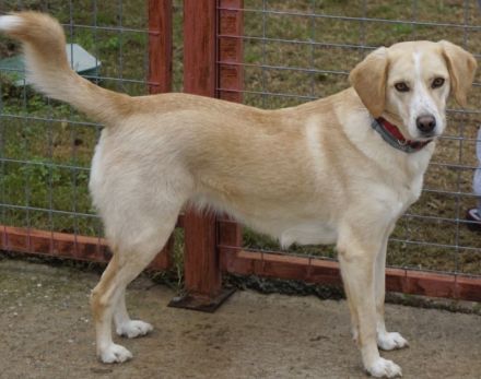 Liza, geb. ca. 05/2018, lebt in GRIECHENLAND, auf einer privaten Pflegestelle