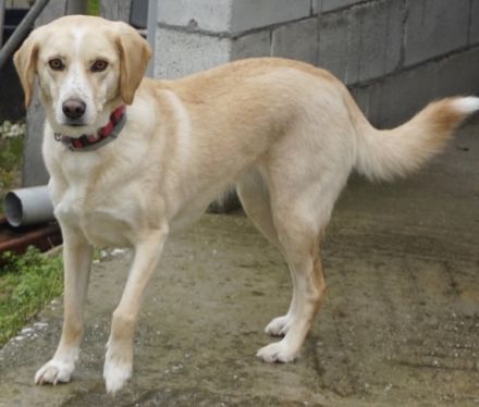 Liza, geb. ca. 05/2018, lebt in GRIECHENLAND, auf einer privaten Pflegestelle