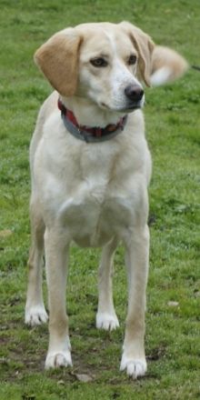 Liza, geb. ca. 05/2018, lebt in GRIECHENLAND, auf einer privaten Pflegestelle