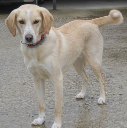 Liza, geb. ca. 05/2018, lebt in GRIECHENLAND, auf einer privaten Pflegestelle