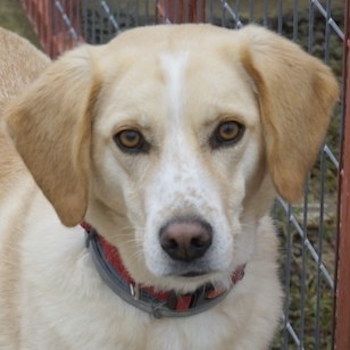 Liza, geb. ca. 05/2018, lebt in GRIECHENLAND, auf einer privaten Pflegestelle